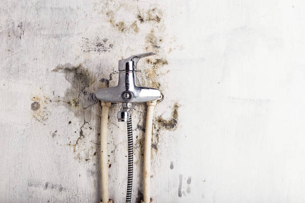  La Vernia, TX Mold Removal Pros