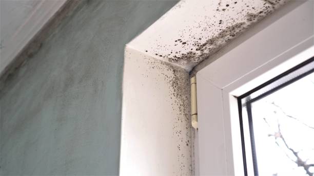 Best Black Mold Removal  in La Vernia, TX