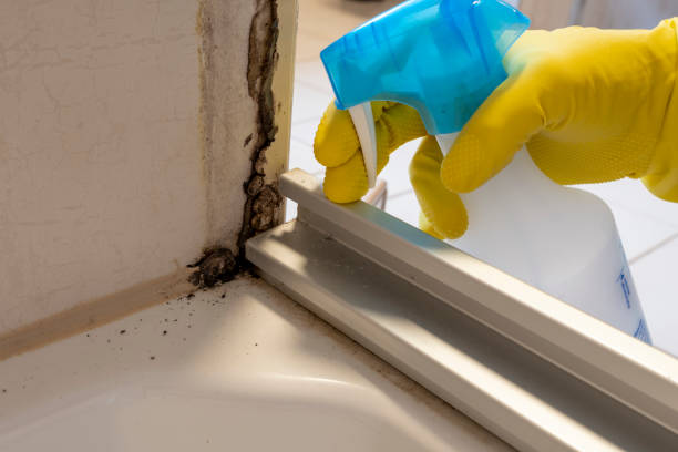 Best Fast Mold Removal  in La Vernia, TX