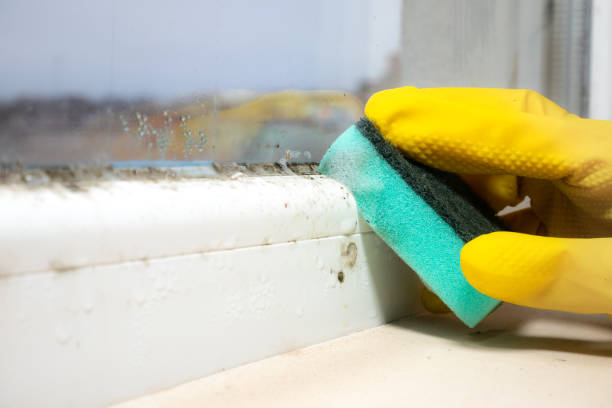 Office Mold Removal Services in La Vernia, TX