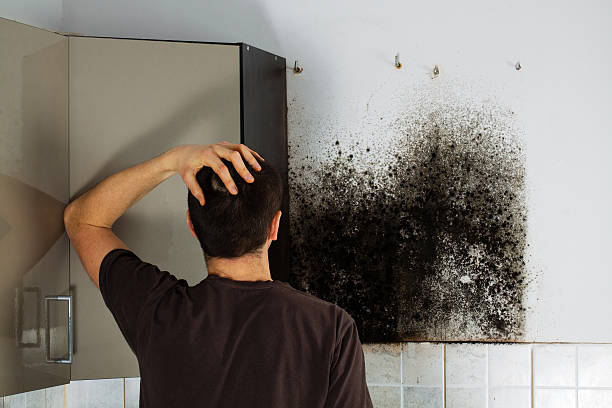 Best Local Mold Removal Service  in La Vernia, TX