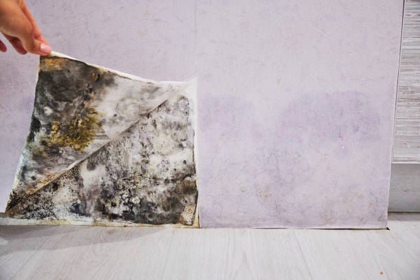 Attic Mold Removal in La Vernia, TX